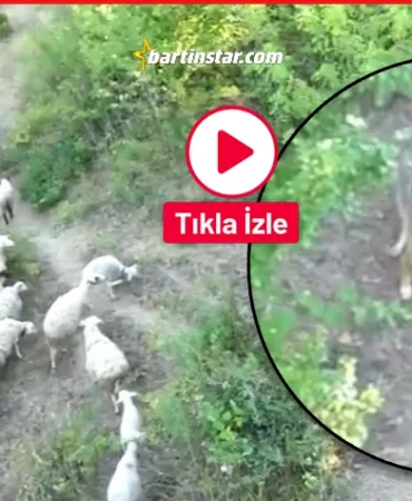 Bartın’da kurdun koyunlara saldırısı dronla önlendi