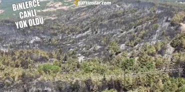 İşte Karabük ormanlarından geriye kalanlar