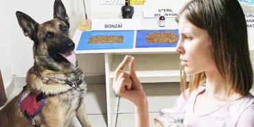 Bartın’da bonzai Çocuklar tehdit altında