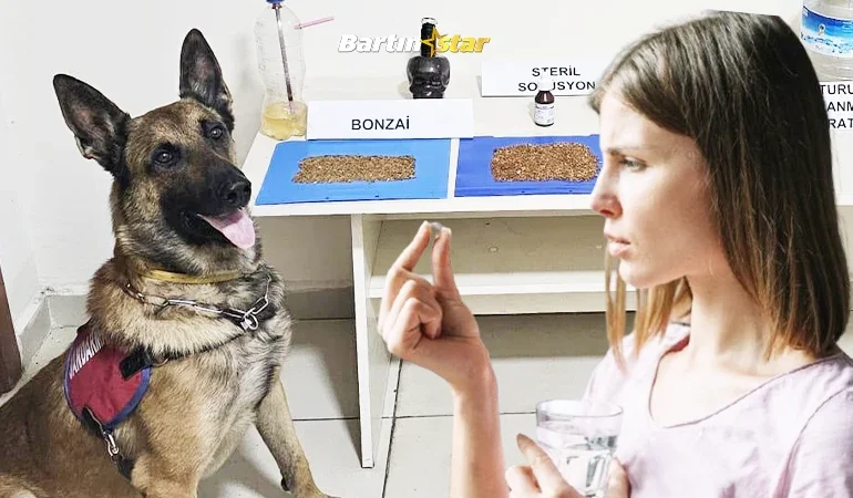Bartın’da bonzai! Çocuklar tehdit altında