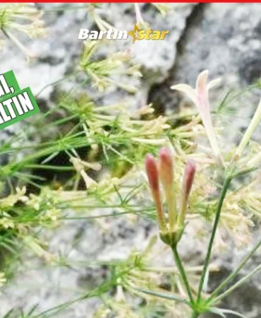 Bartın’da endemik bitki türü keşfedildi
