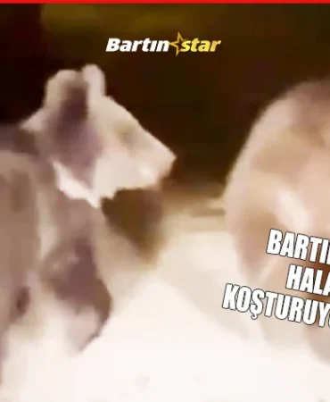 bartında ayılar kış uykusuna yatmadı