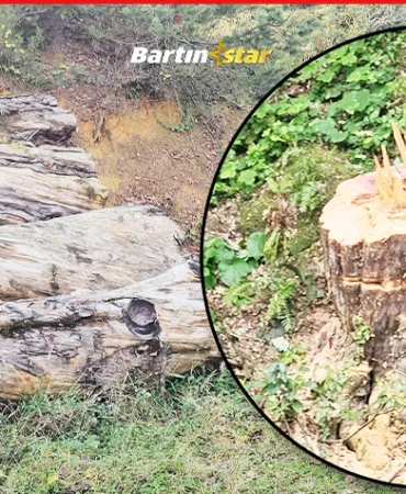 Tam bin 183 yaşındaki anıt ağacı kesip odun yaptılar