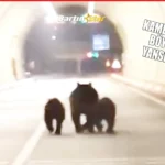 amasra tünelinde sürpriz konuk