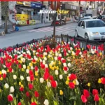 bartında lale devri