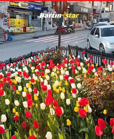 bartında lale devri