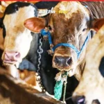 vekaletle kurban fyatları belirlendi