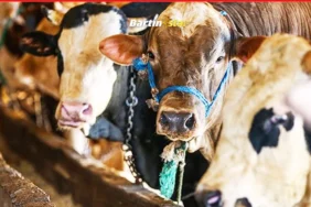 vekaletle kurban fyatları belirlendi