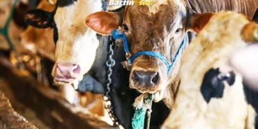 vekaletle kurban fyatları belirlendi