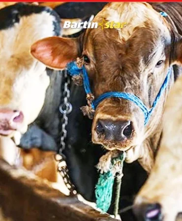 vekaletle kurban fyatları belirlendi