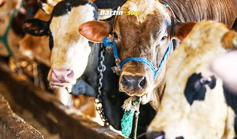 vekaletle kurban fyatları belirlendi