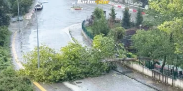 Bartın'da kuvvetli rüzgar; ağaçlar devrildi