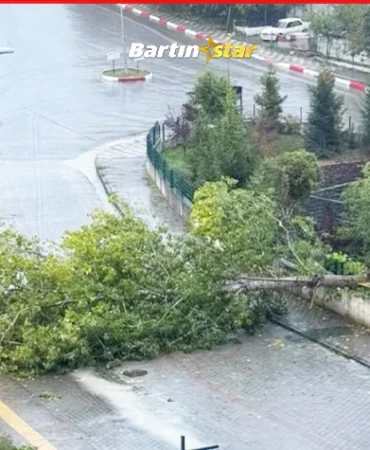 Bartın'da kuvvetli rüzgar; ağaçlar devrildi