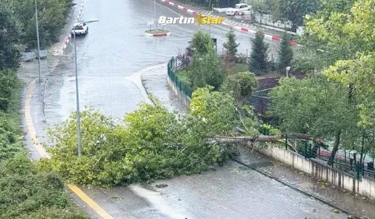 Bartın'da kuvvetli rüzgar; ağaçlar devrildi